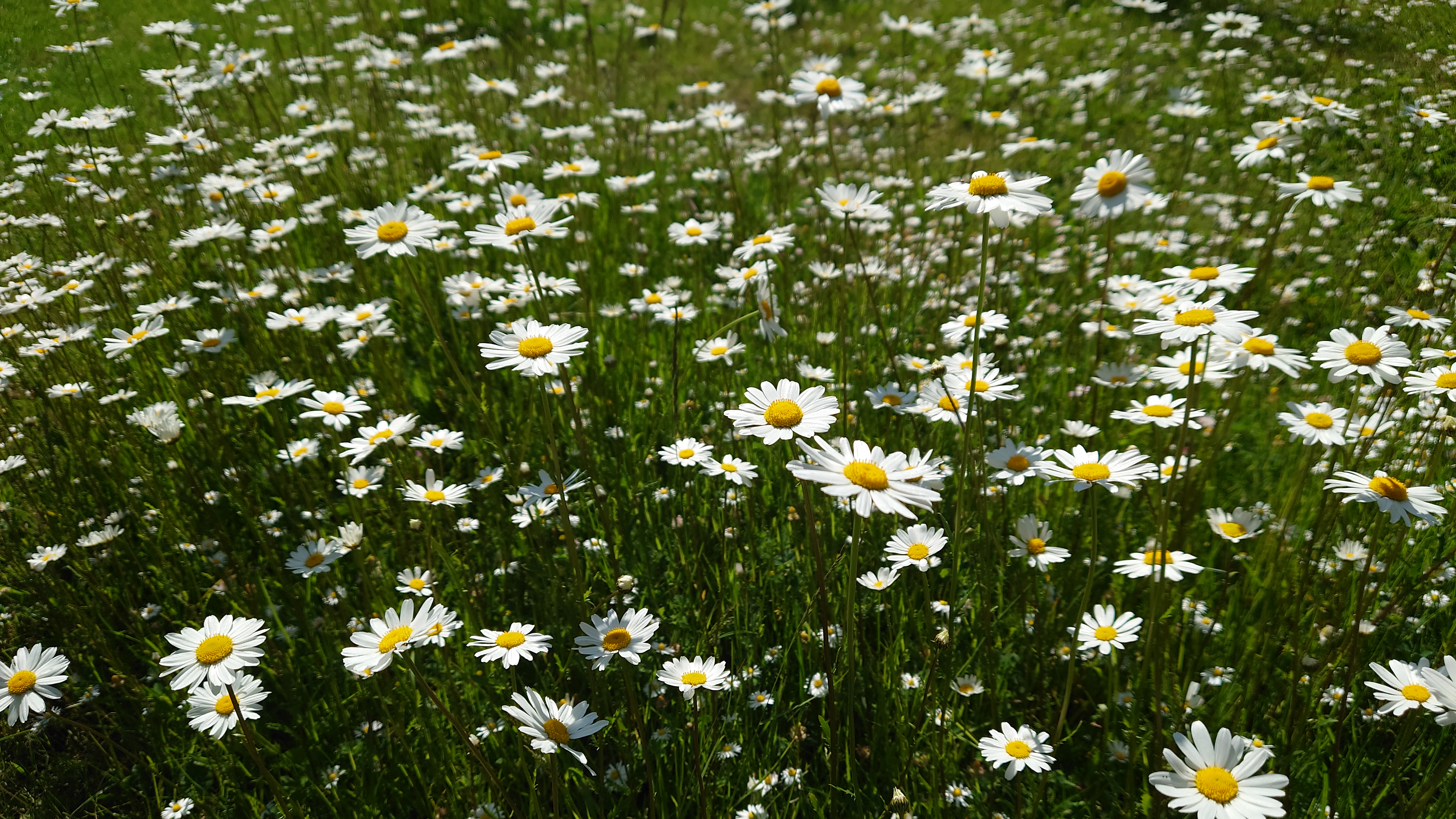 Midsommarhälsning från Bastugillet